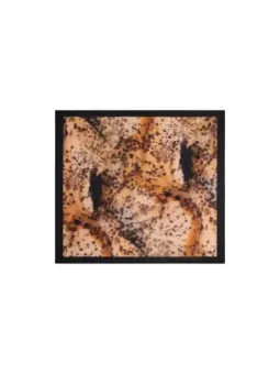 Desigual Damen Halstuch Beige | online kaufen